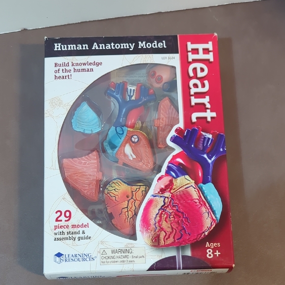 Learning Resources | Toys | Learning Resources Human Anatomy Model Of ...